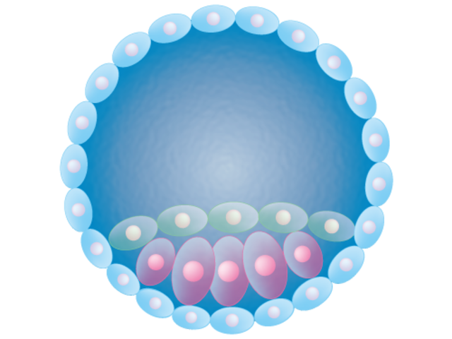 Blastocyst embryo