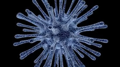Hepatitis B i trudnoća 21 hepatitis B i trudnoća