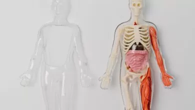 diferenciranje polnih organa