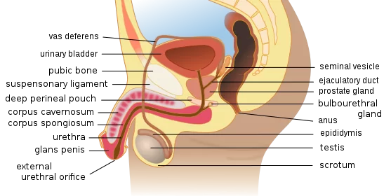 muski polni organi
