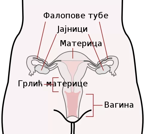 zenski polni organi